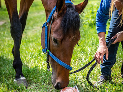 lizawki solne dla koni