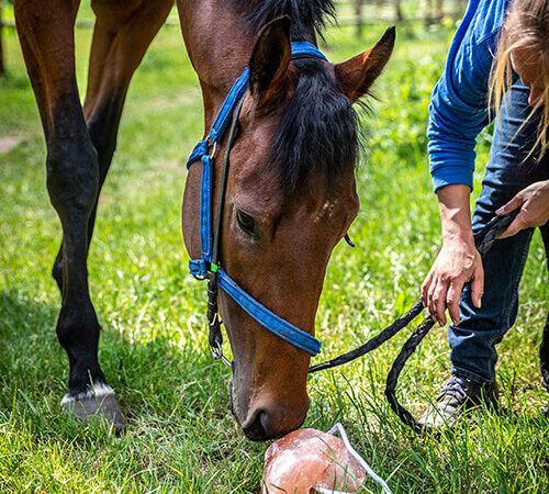 Jaką Lizawkę Solną Wybrać dla Koni? Kompletny Poradnik
